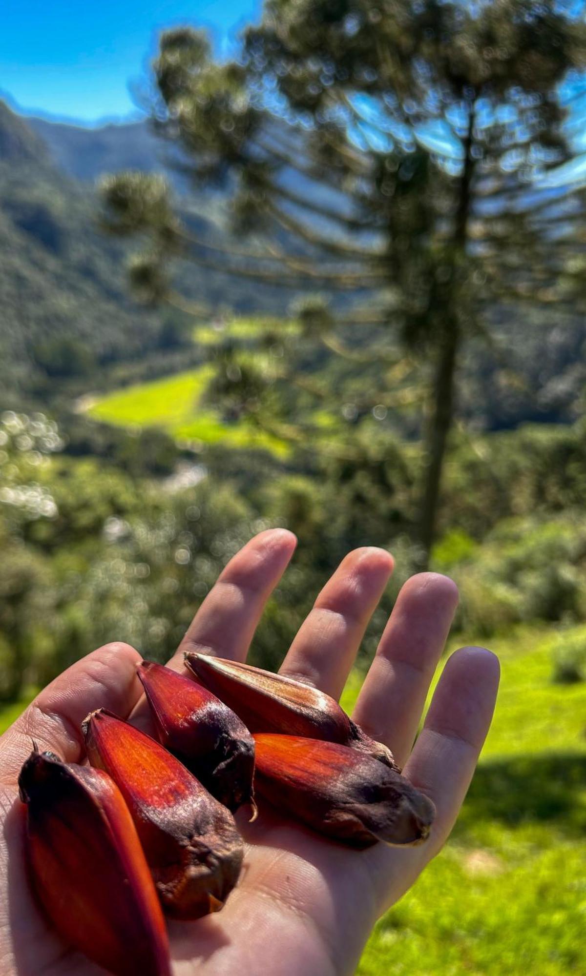 Refugio Das Araucarias Urubici Exterior foto