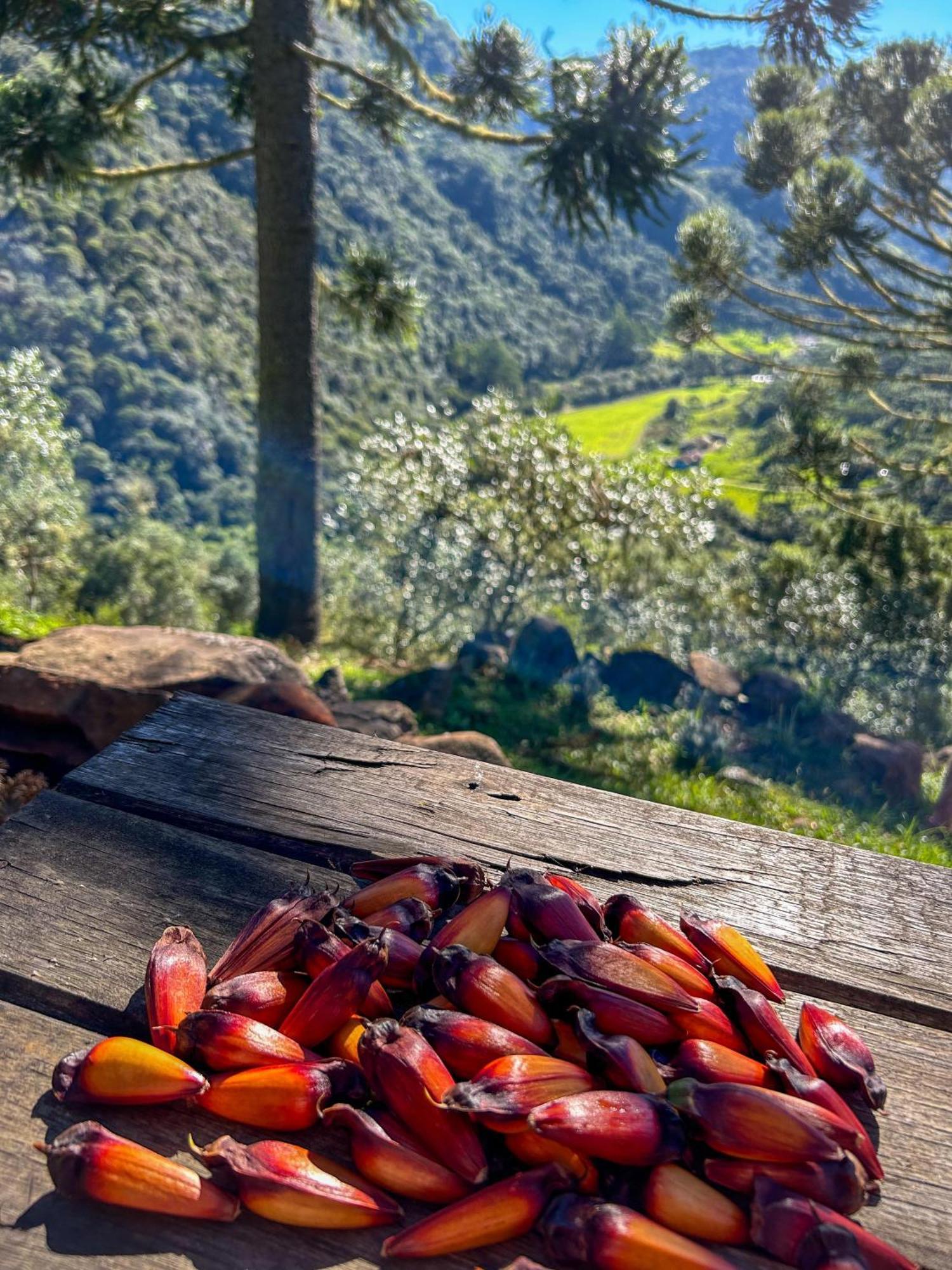 Refugio Das Araucarias Urubici Cameră foto